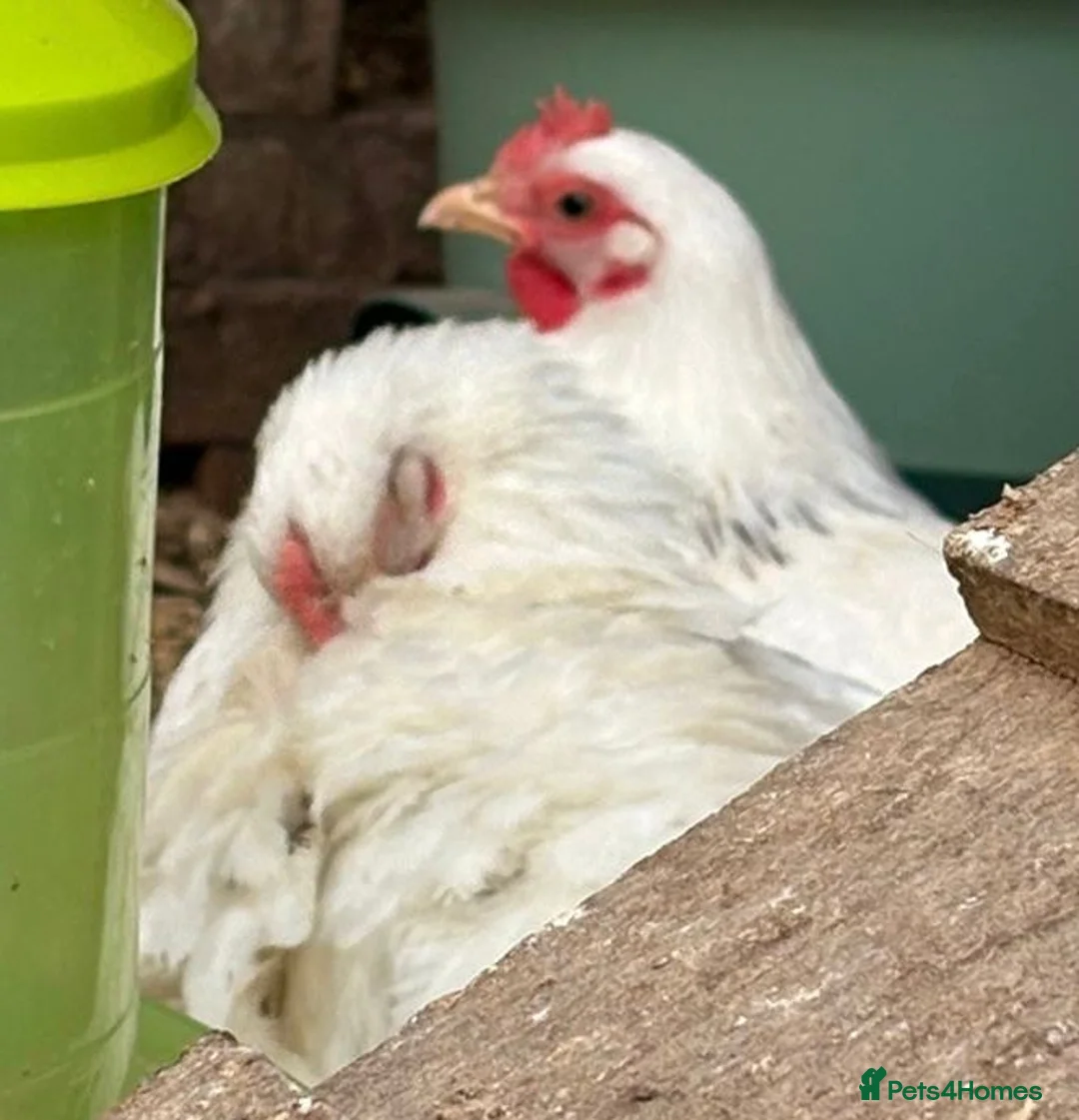 Chickens poultry for sale: Japanese bantam hens - Advert 2