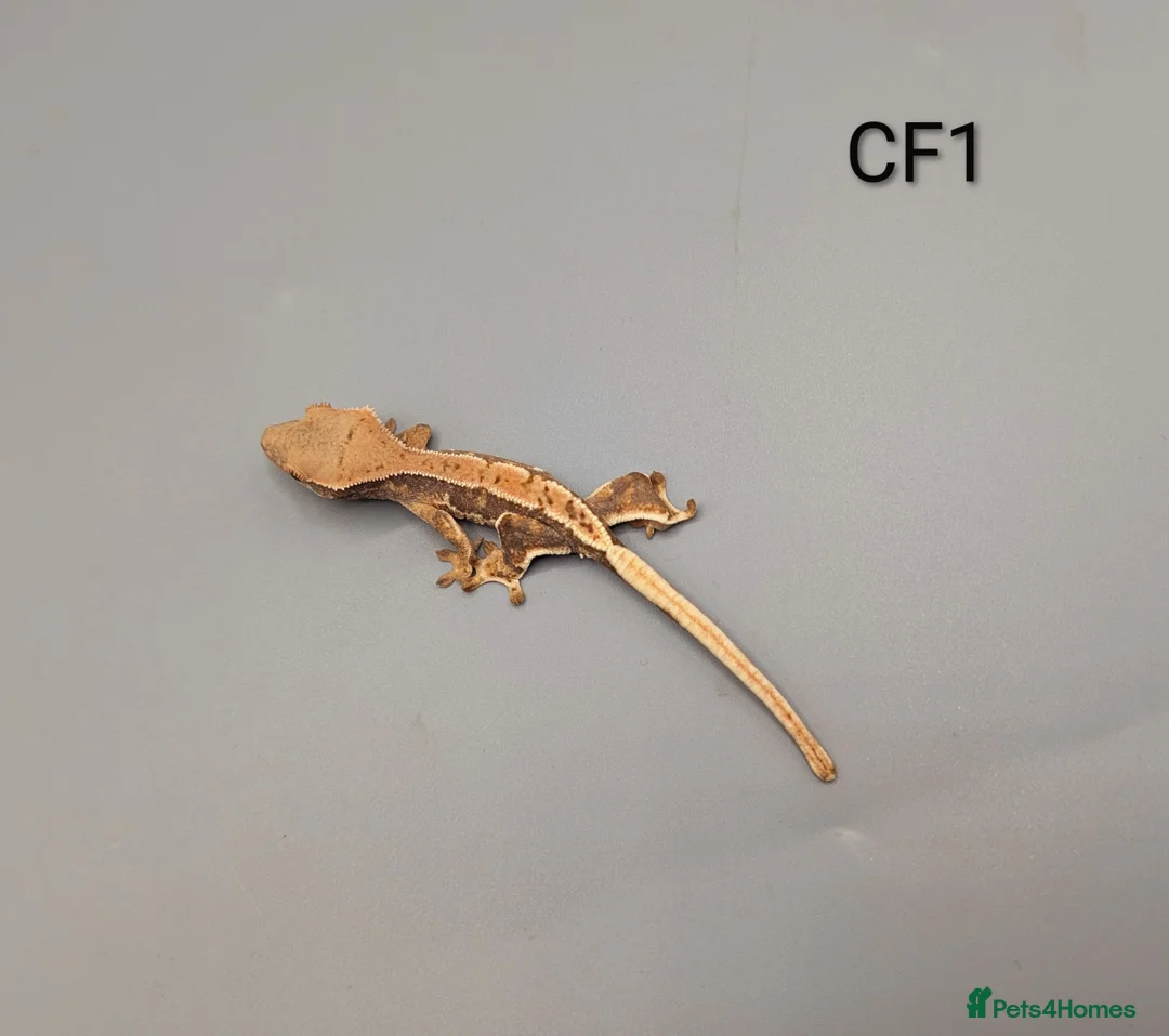 Gecko reptiles for sale: Red Lily White Crested Gecko  - Advert 4