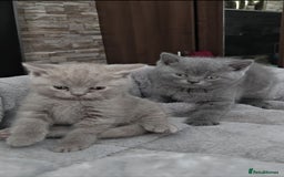 British Shorthair cats for sale: Beautiful British Shorthair Kitten. - Image 5