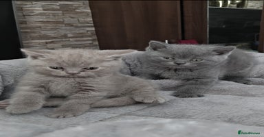 British Shorthair cats - Advert 6