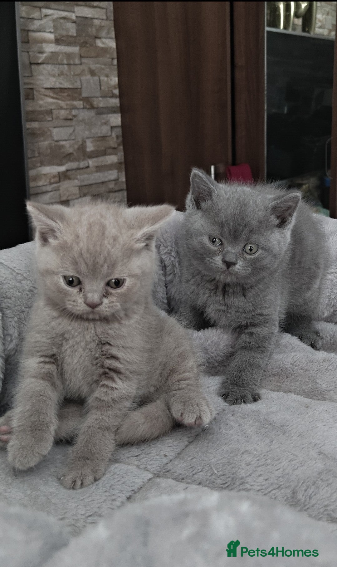 British Shorthair cats for sale: Beautiful British Shorthair Kitten. - Image 5
