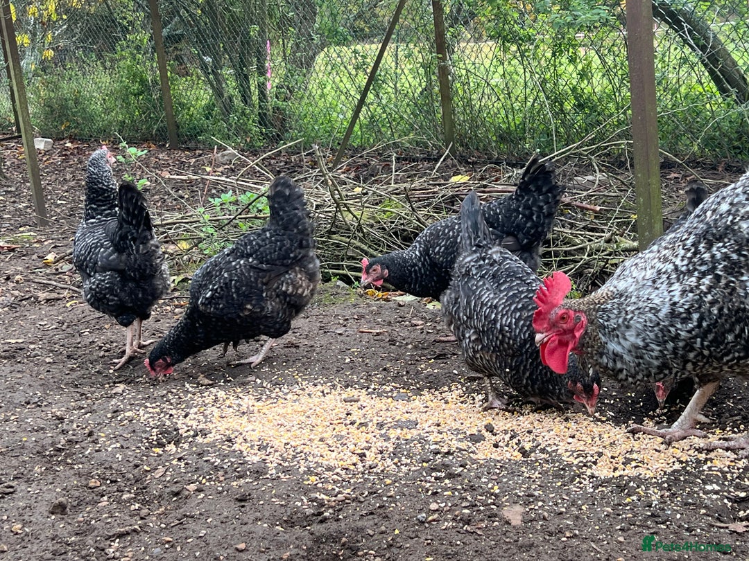 Chickens poultry for sale: Purebred Maran chickens, 11 months old - Advert 2