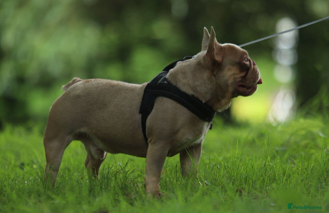 Mixed Breed dogs for sale:  French bulldog 1/4 chihuahua puppies  - Advert 9