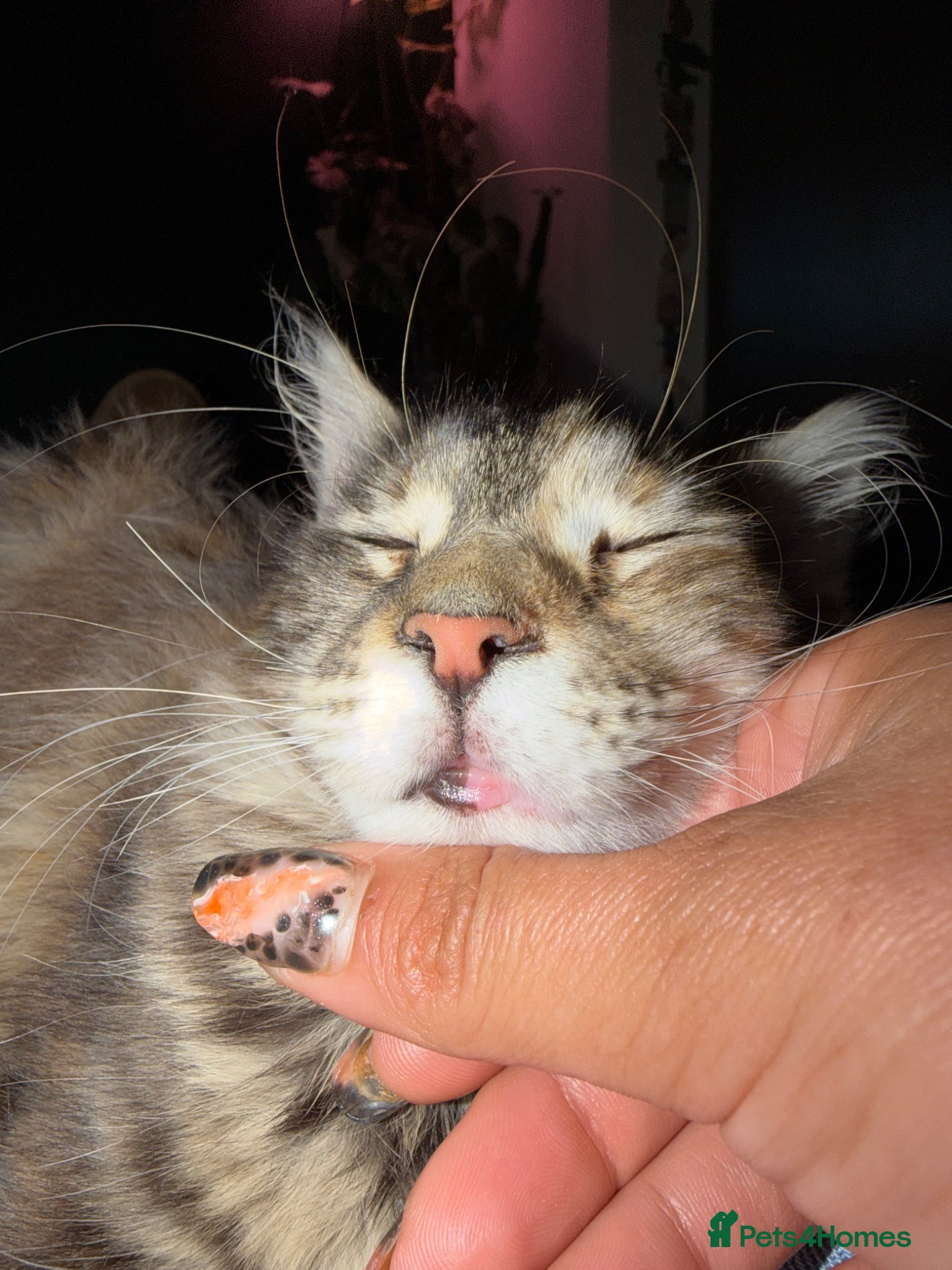 Maine Coon cats Maine Coon Kittens ready now - Advert 2