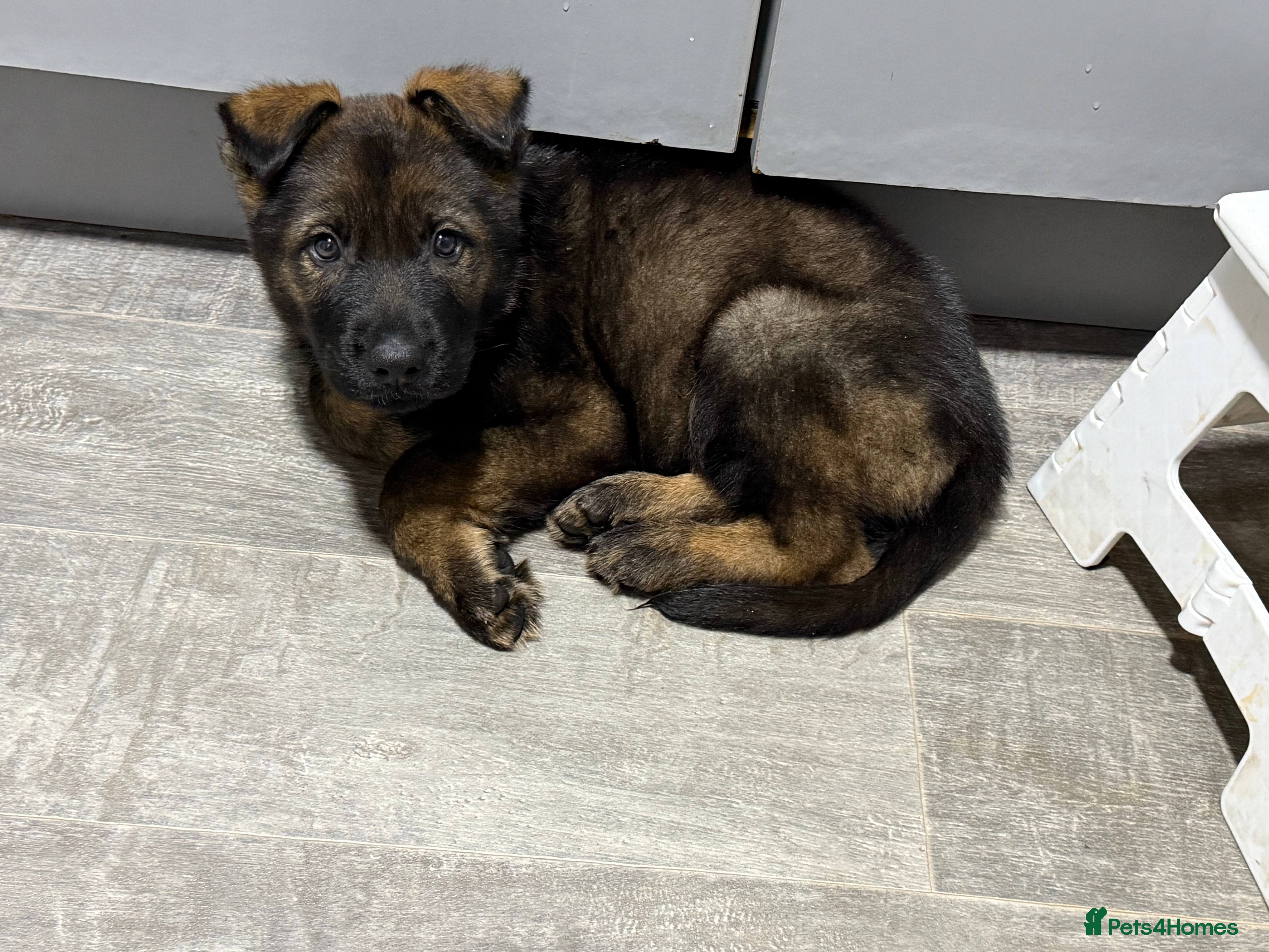 German Shepherd dogs German shepherd puppy for sale  - Advert 1