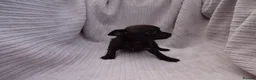 Chihuahua dogs for sale: Short Haired Chihuahua Apple Head KC Reg Puppies - Advert 31