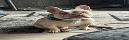 French Bulldog dogs for sale: Buddy 8month old in Bradford - Advert 2