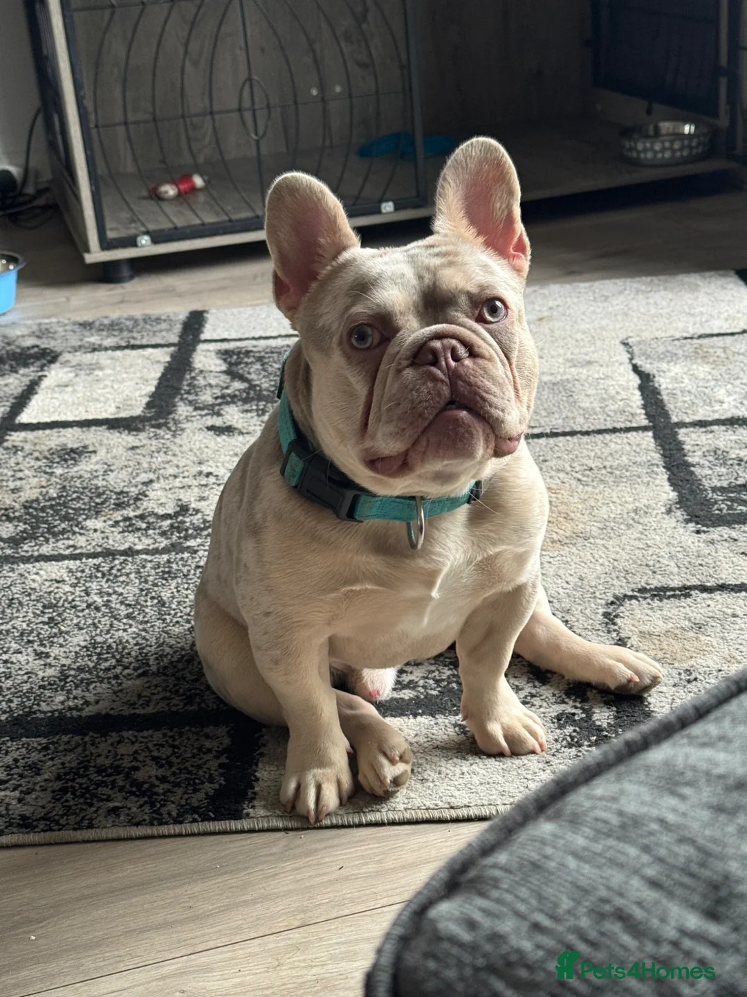 French Bulldog dogs for sale: Buddy 8month old in Bradford - Advert 2