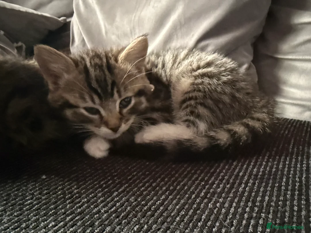 British Shorthair cats for sale: UNIQUE BRITISH SHORT HAIRS  - Advert 8