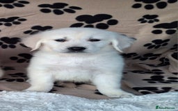 Golden Retriever dogs for sale: Kc, health tested, show type, golden retrievers. - Advert 28