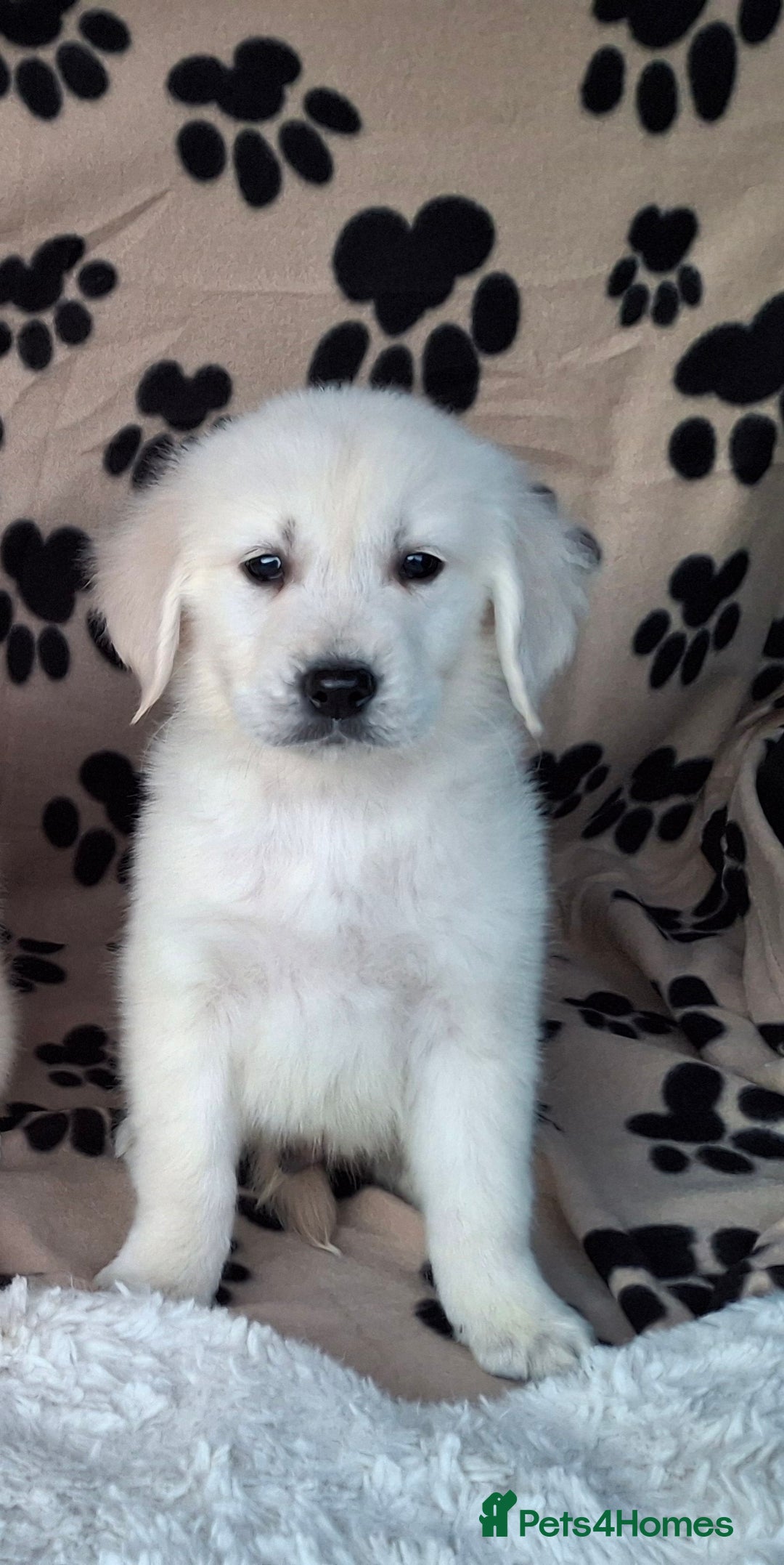 Golden Retriever dogs for sale: Kc, health tested, show type, golden retrievers. - Advert 28