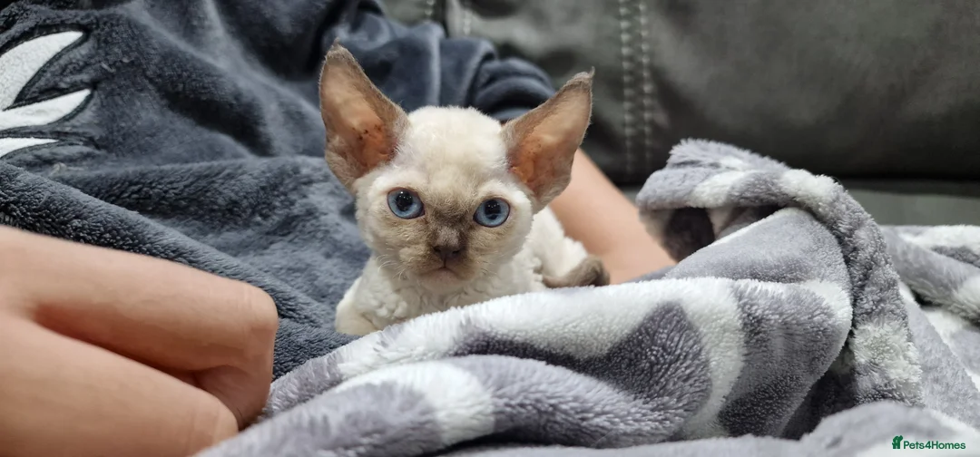Devon Rex cats for sale: 💖 Pedigree Devon Rex Kitten 💖 - Advert 1