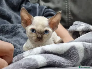 Devon Rex cats 💖 Pedigree Devon Rex Kitten 💖 - Advert 1