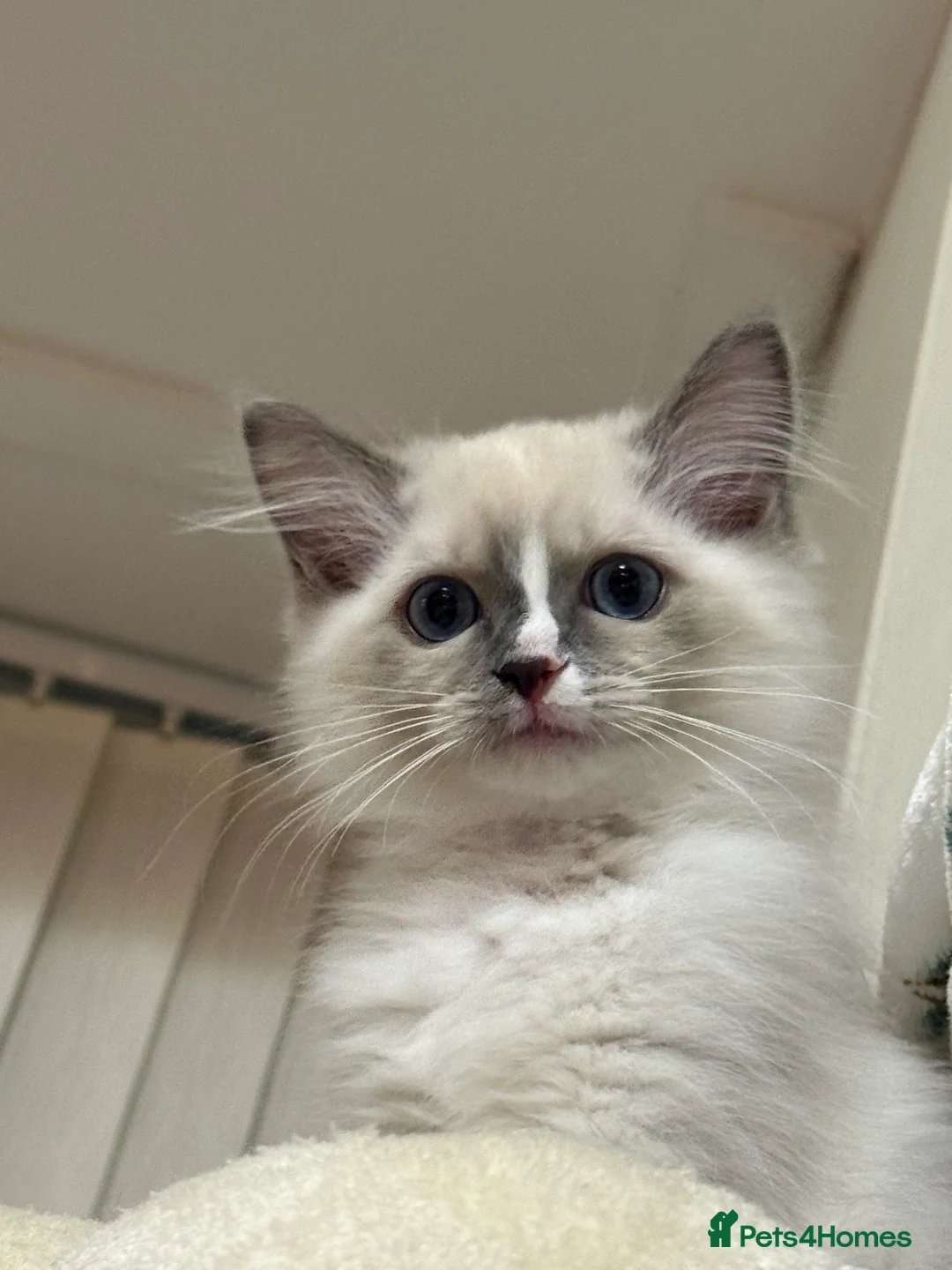 Ragdoll cats for sale: European Purebred Female Ragdoll 🩷 - Advert 4