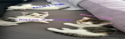 Mixed Breed cats for sale: 3 Persian Mixed Breed Kittens for Sale  - Advert 7