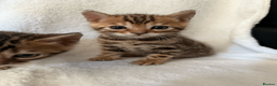 Bengal cats for sale: 5 Beautiful Bengal Brown Rosetted Kittens in London - Advert 19