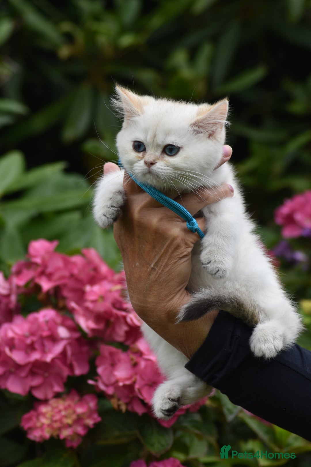 British Shorthair cats for sale: Champion sired Golden Colourpoint Kittens  - Image 36