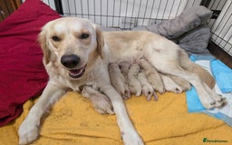 Golden Retriever dogs for sale:  KC Registered Golden Retriever Puppies.  - Image 27