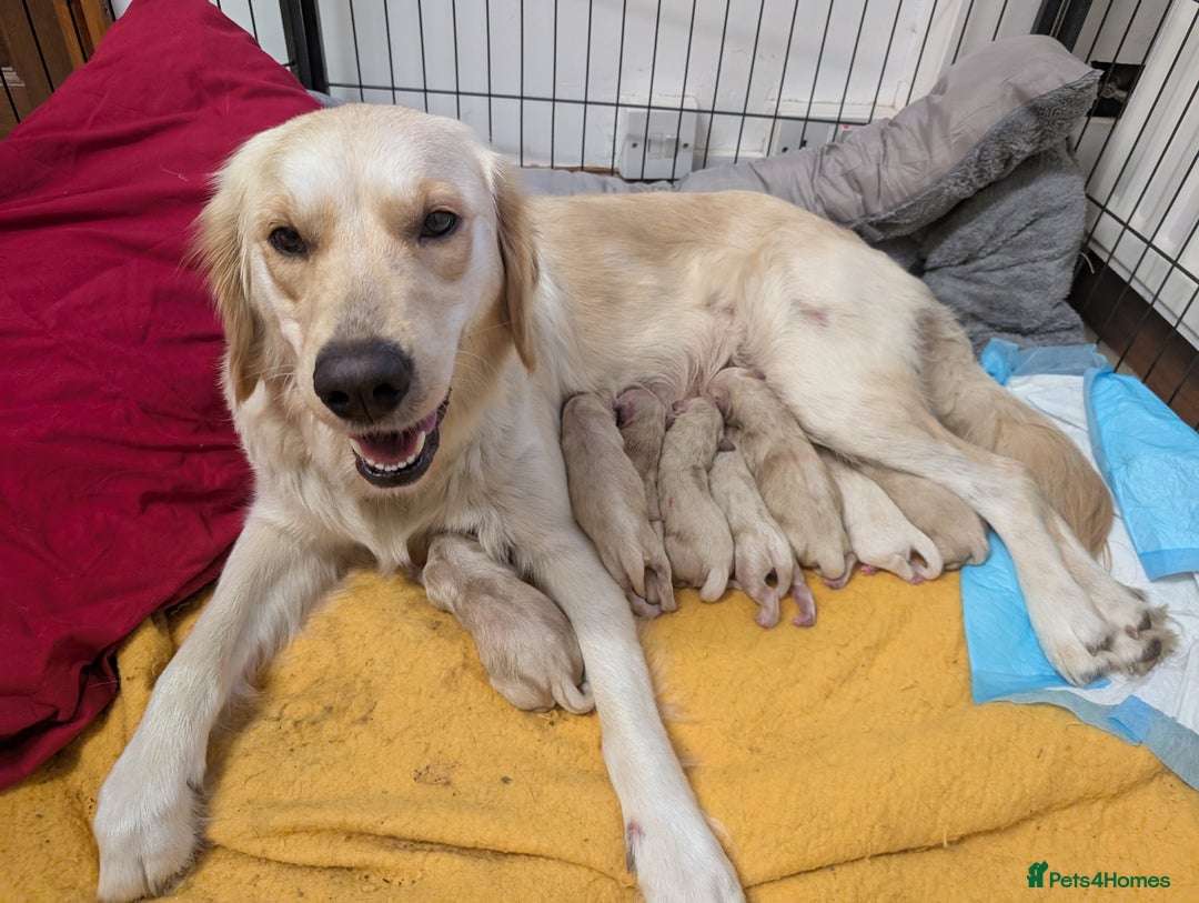 Golden Retriever dogs for sale:  KC Registered Golden Retriever Puppies.  - Image 27