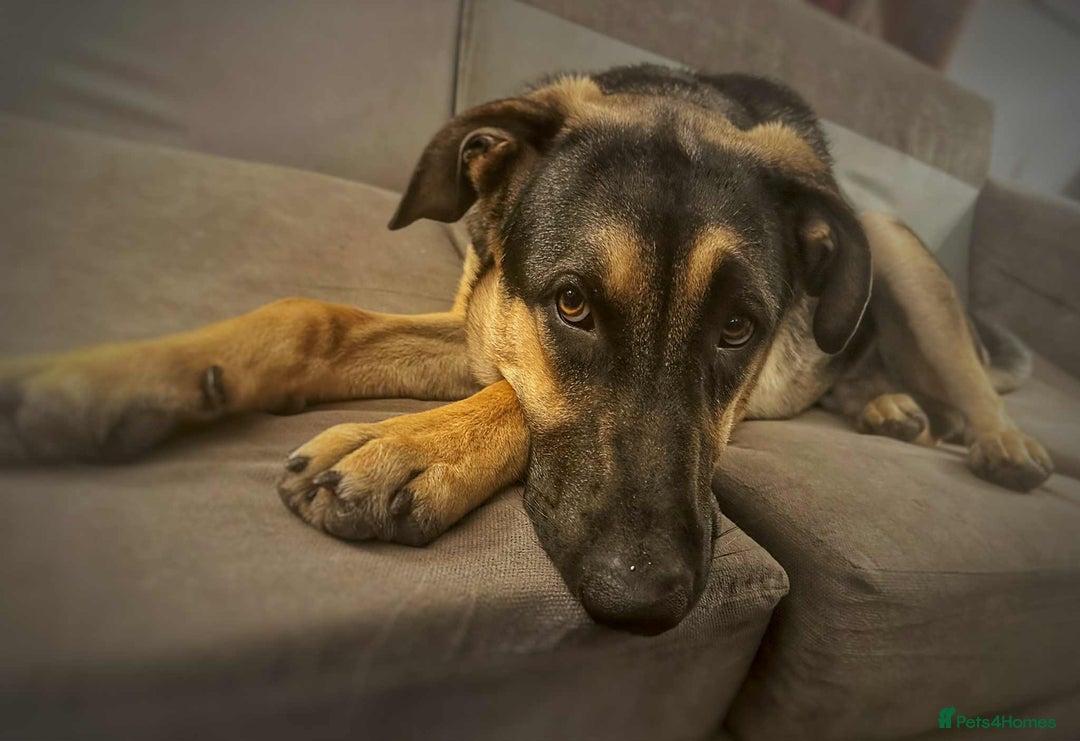 Mixed Breed dogs for adoption: Amigo the puppy that wants to be your friend - Advert 3