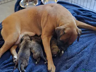 Boxer dogs 1 bobtail boy an 1 girl kc reg come take a look - Advert 1