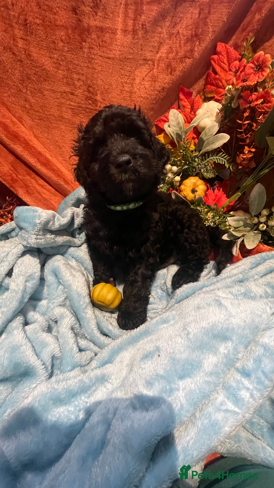 Mixed Breed dogs for sale: Gorgeous cockapoos  - Image 7