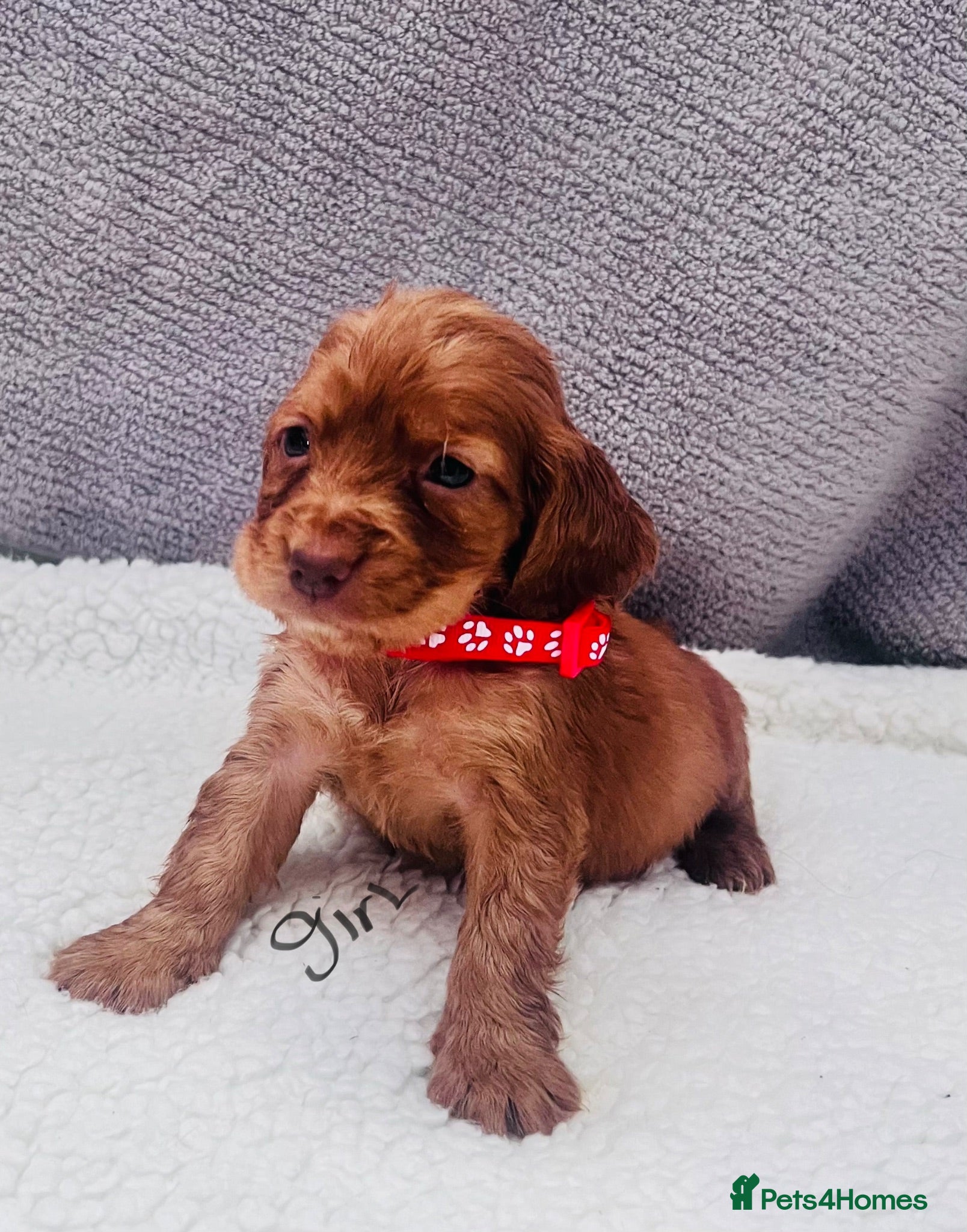 Cocker Spaniel dogs Cocker spaniel - Advert 1