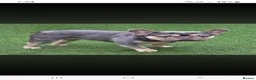 French Bulldog dogs for sale: French bulldog puppies - Advert 9