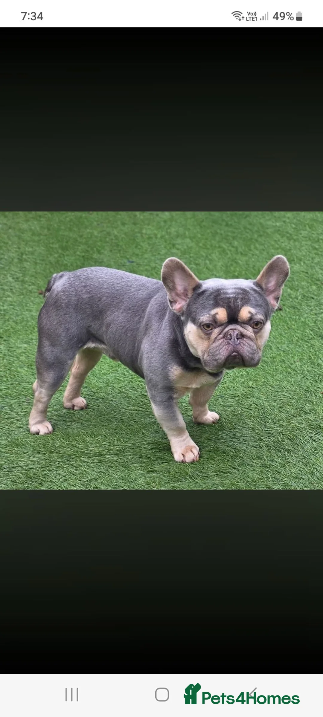 French Bulldog dogs for sale: French bulldog puppies - Advert 9
