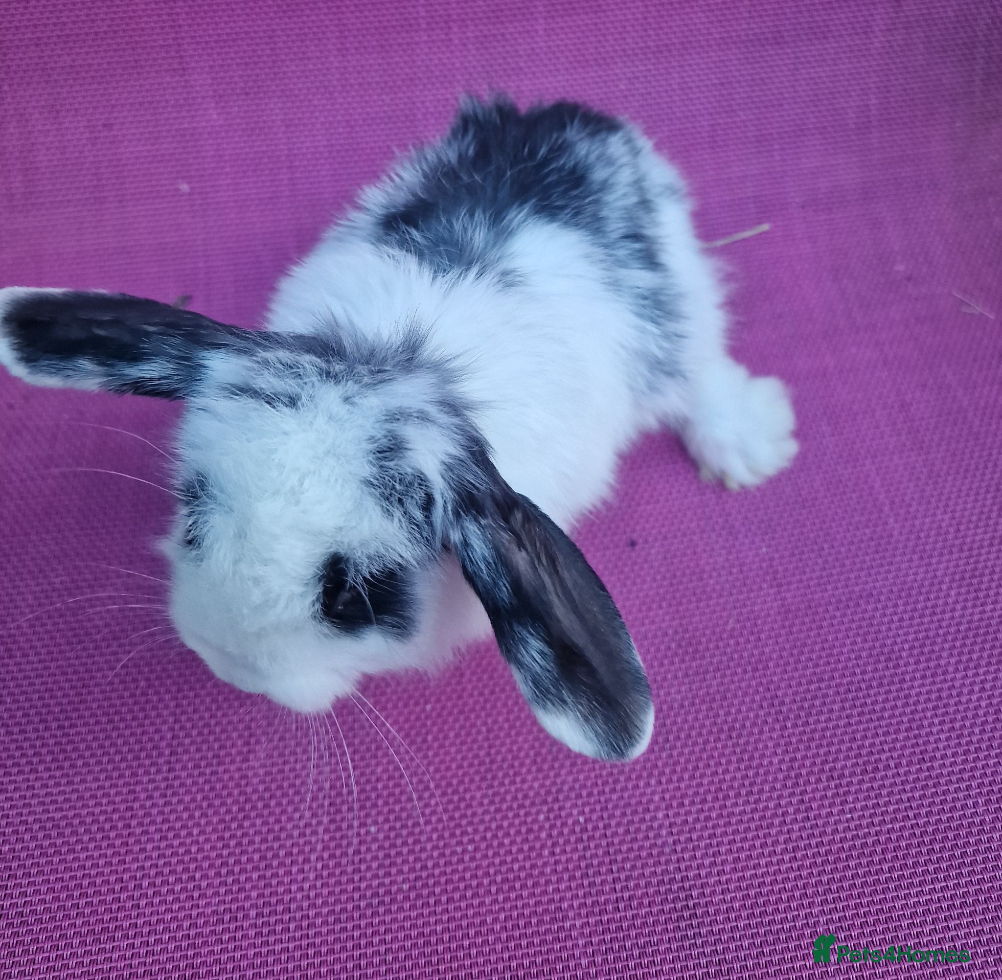 Mini Lop rabbits Mini lop doe - Advert 6