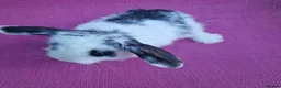 Mini Lop rabbits for sale: Mini lop babies - Advert 6