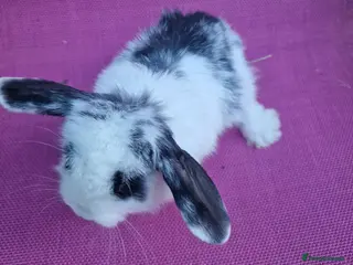 Mini Lop rabbits Mini lop doe - Advert 6