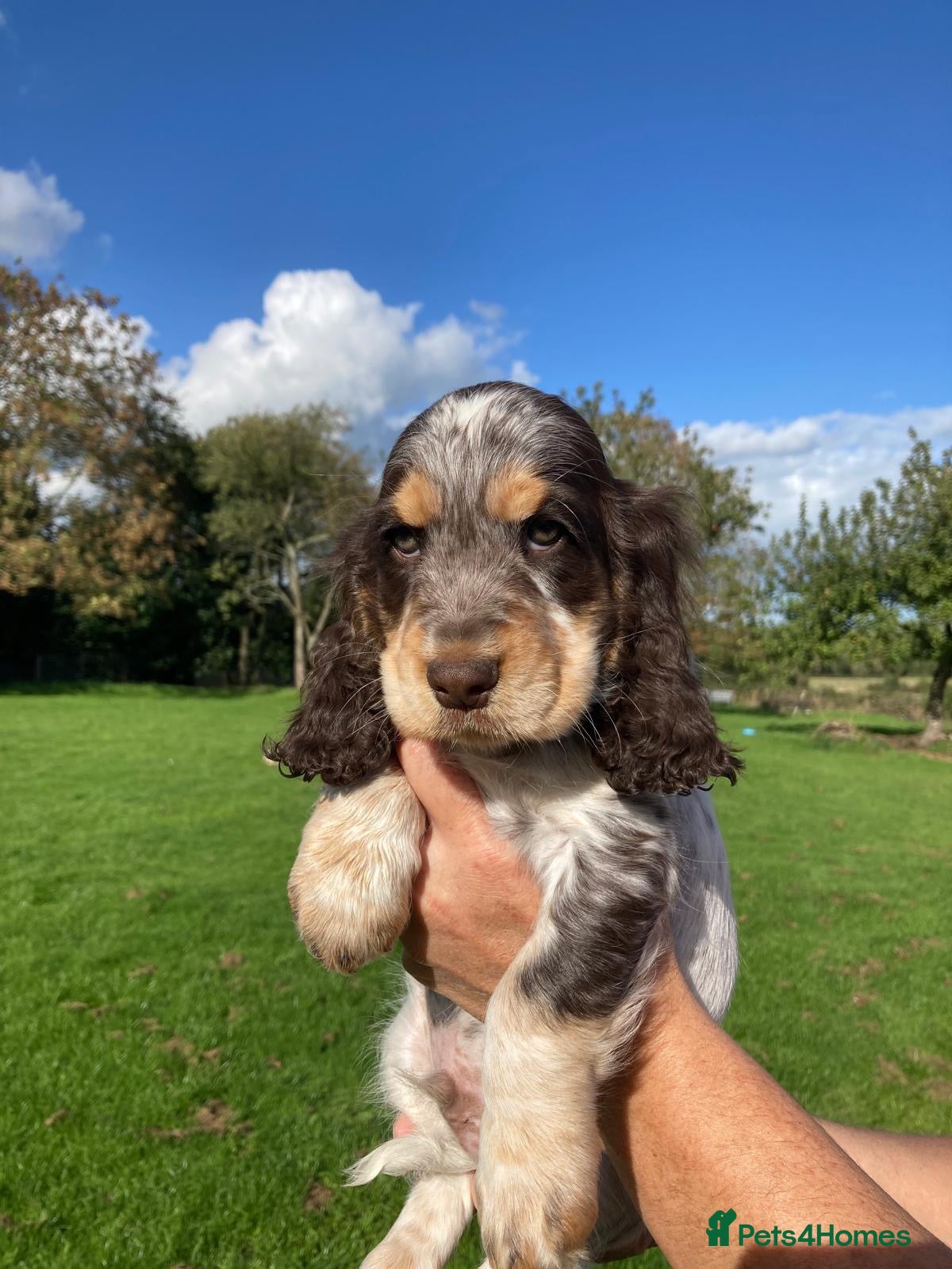 Cocker Spaniel dogs Pure Bred KC Show Cocker Spaniels - Advert 8