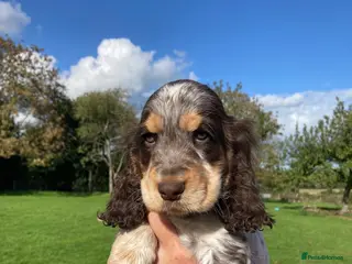 Cocker Spaniel dogs Pure Bred KC Show Cocker Spaniels - Advert 4