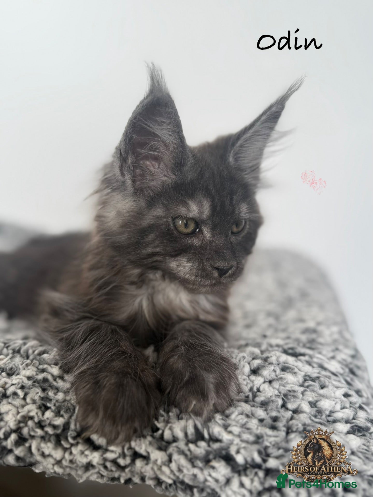 Maine Coon cats 🐾 Maine Coon Kittens TICA Registered 🐾 - Advert 2
