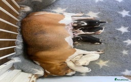 Beagle dogs for sale: 2 stunning Beagle Puppies, ready now in Sidcup - Image 14