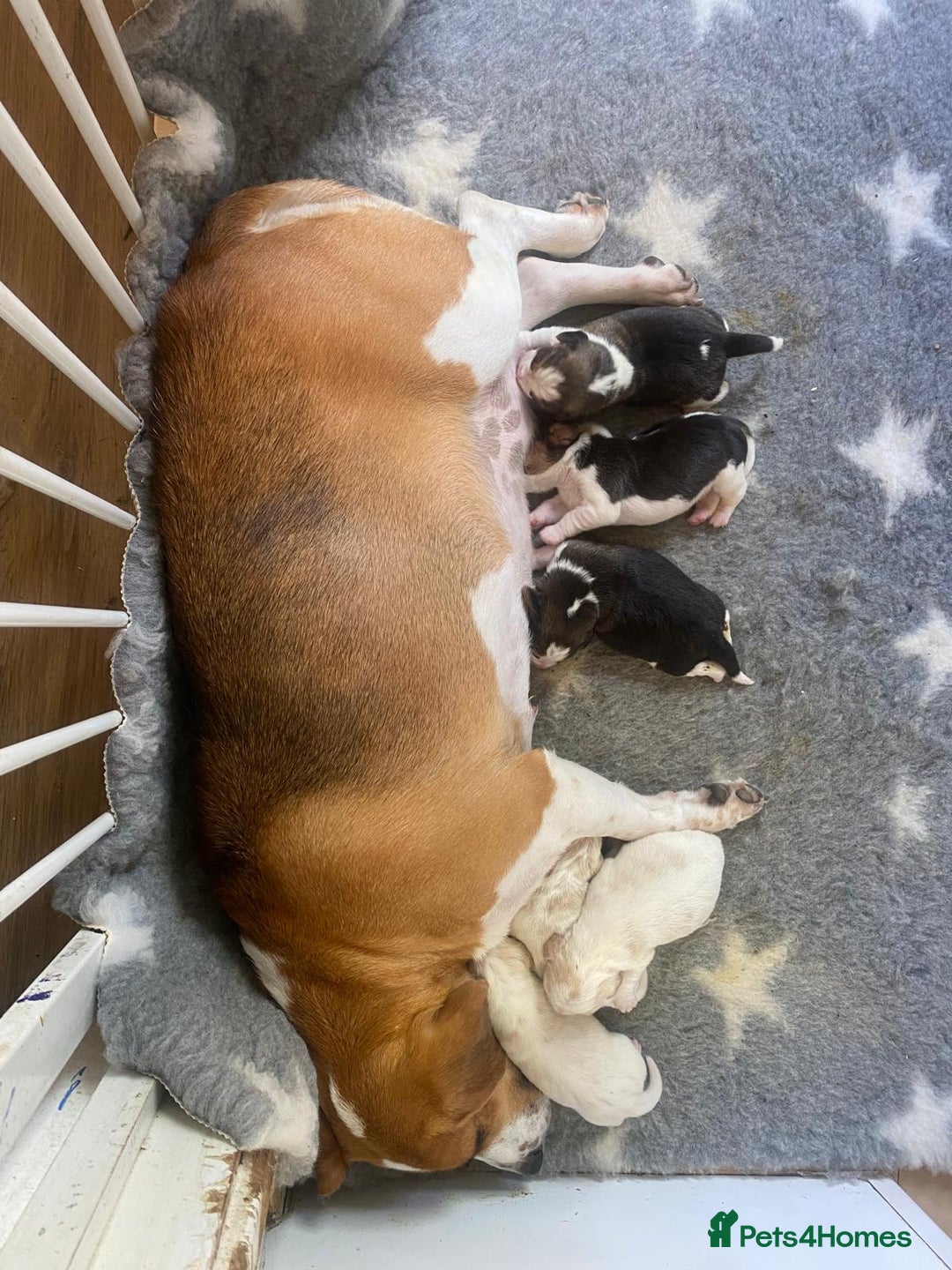 Beagle dogs for sale: 2 stunning Beagle Puppies, ready now in Sidcup - Image 14