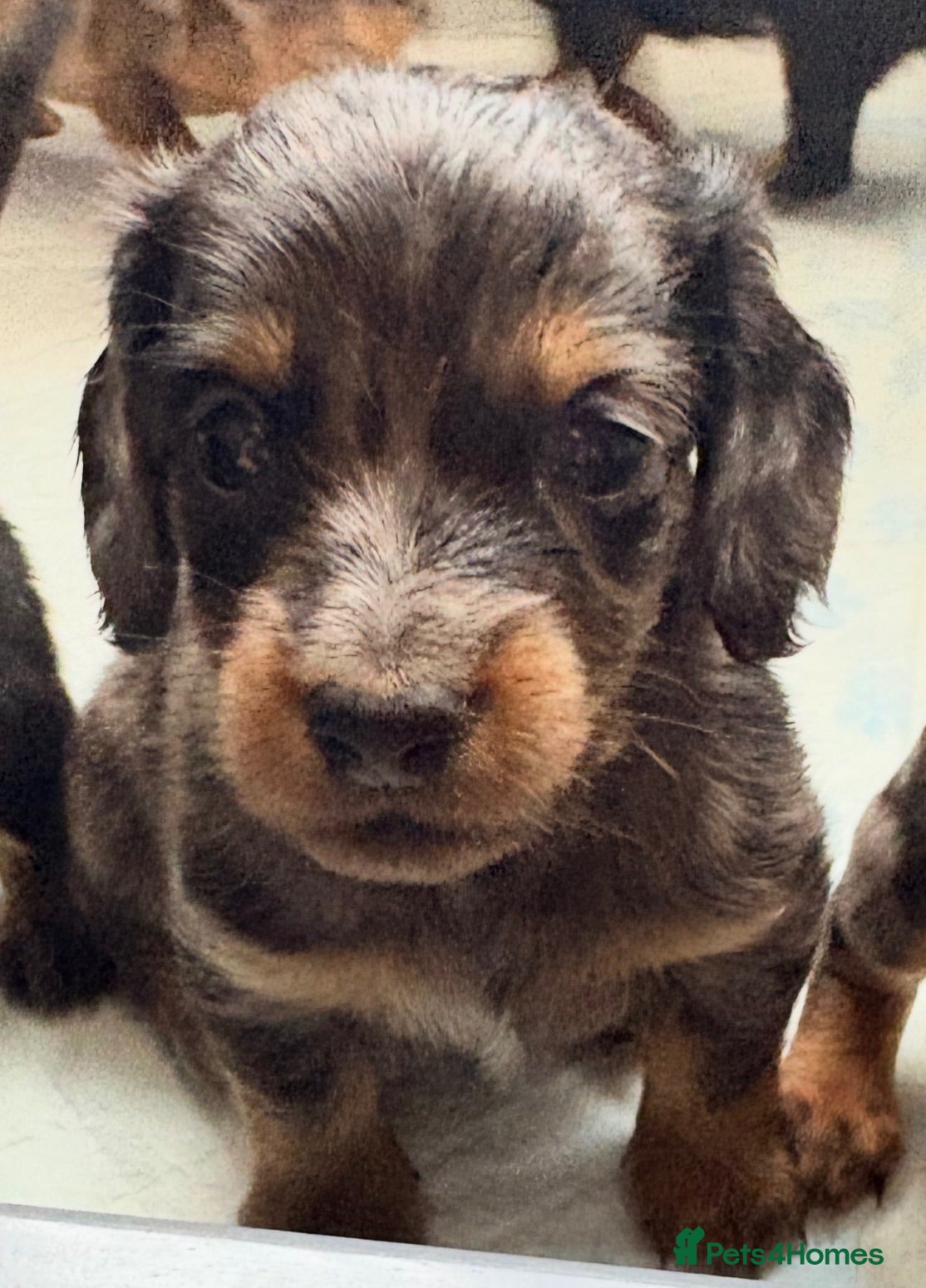 Miniature Dachshund dogs True beautiful tiny mini dachshunds puppies - Advert 1