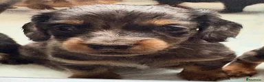 Miniature Dachshund 4