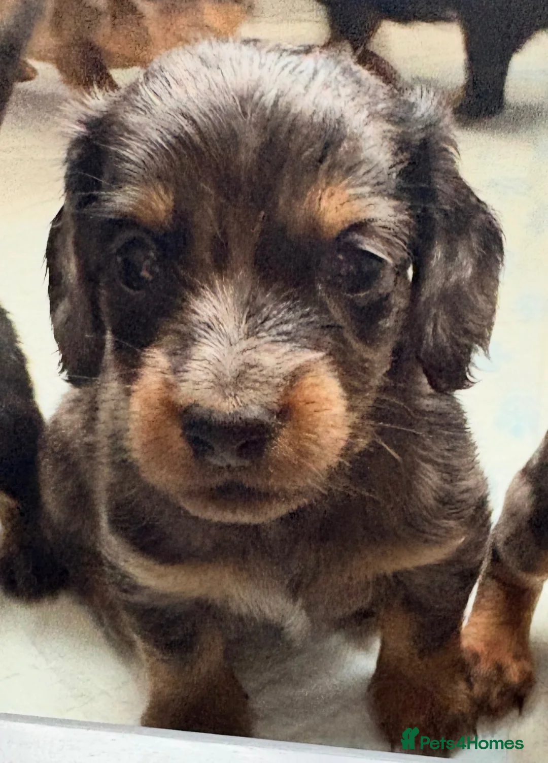 Miniature Dachshund dogs for sale: True beautiful tiny mini dachshunds puppies - Advert 1