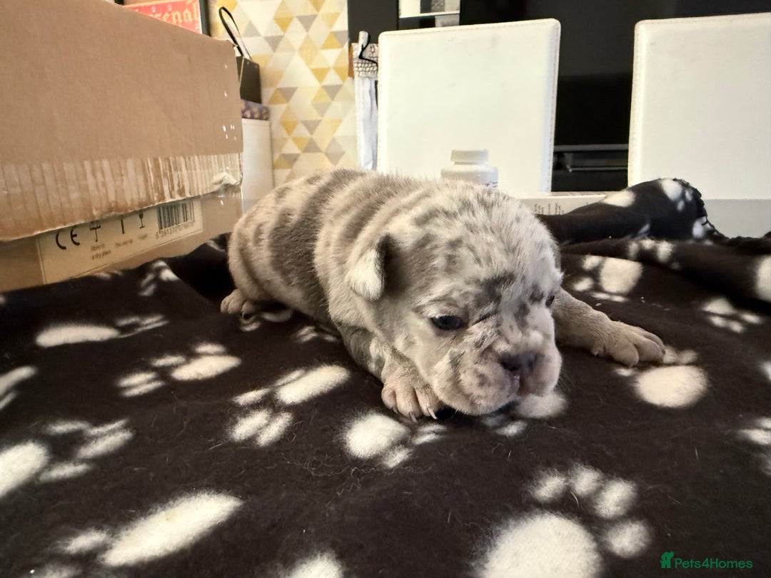 French Bulldog dogs for sale: Adorable French Bulldog Puppies for Sale 🐾 - Image 12