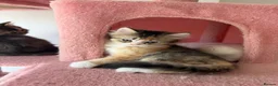 British Longhair cats for sale: LOOKING FOR A NEW HOME!!! NEW FAMILY  - Advert 8