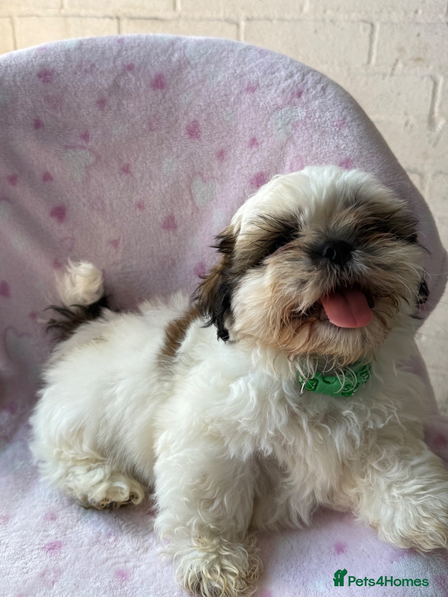 Shih Tzu dogs 🐶 Beautiful Shih Tzu Puppies for Sale 🐶 - Advert 18
