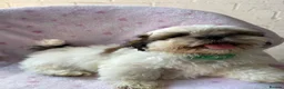 Shih Tzu dogs for sale: 🐶 Beautiful Shih Tzu Puppies for Sale 🐶 - Advert 1