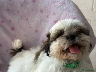Shih Tzu dogs 🐶 Beautiful Shih Tzu Puppies for Sale 🐶 - Advert 18