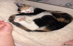 American Shorthair cats for sale: 8 month old kitten for sale  - Image 4