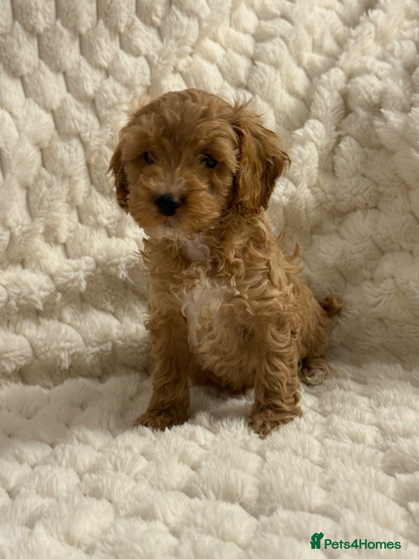 Cockapoo dogs ❤️COCKAPOO PUPPIES F1B❤️ - Advert 2