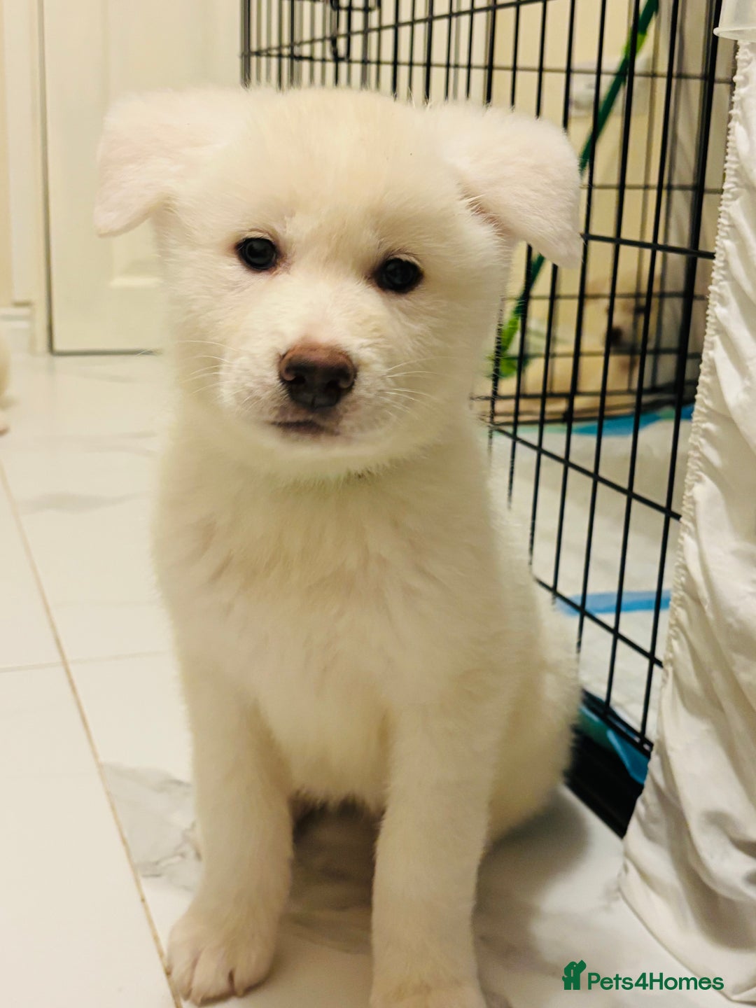 Japanese Akita Inu dogs for sale: Young Angel Akita & her Puppies for good homes 💜 - Advert 15