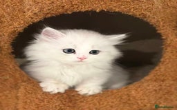 Munchkin cats for sale: Super stunning & rare Minuet - Image 6