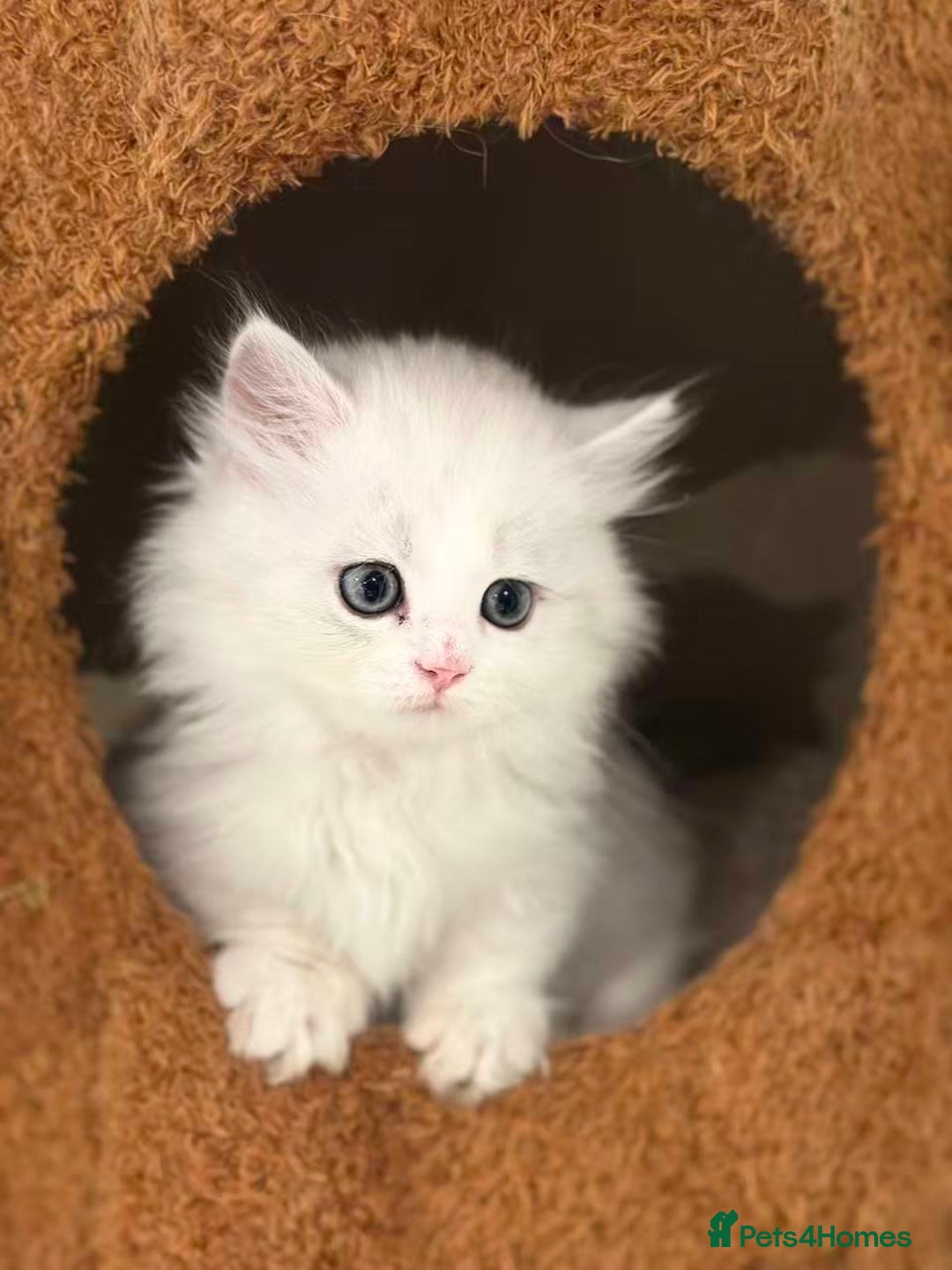Munchkin cats for sale: Super stunning & rare Minuet - Image 6